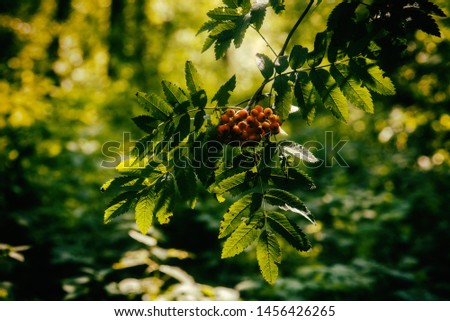 Rowan branch in the forest