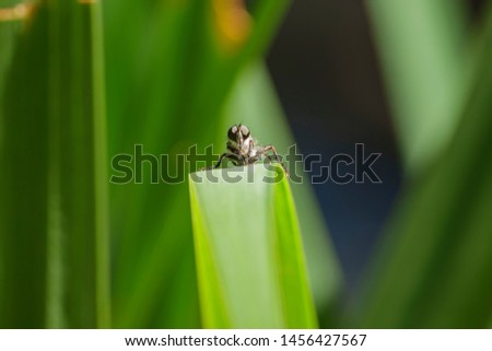 Close up shot of a fly resting on a leaf at Los Angeles, California