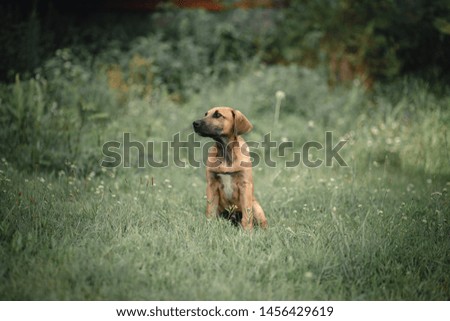 Dog shelter - Ridgeback puppy portrait