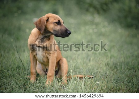 Dog shelter - Ridgeback puppy portrait