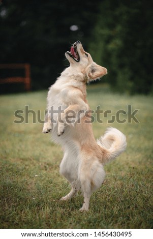 Dog shelter - Golden retriever picture