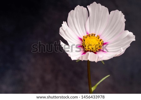 Closeup of a beautiful flower in summer