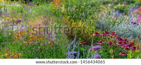 the garden with perennial flower Royalty-Free Stock Photo #1456434065