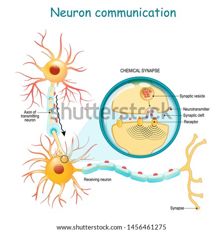 Neural communication. Transmission of the nerve signal between two neurons with axon and synapse. Close-up of a chemical synapse. vector diagram for education, medical, science use Royalty-Free Stock Photo #1456461275