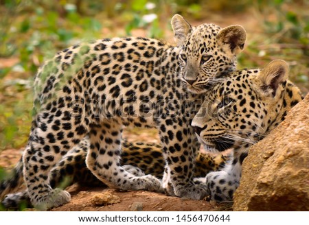 Leopard Mom and her Cub