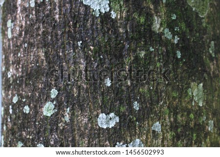Texture of wood tree trunks, with white spots