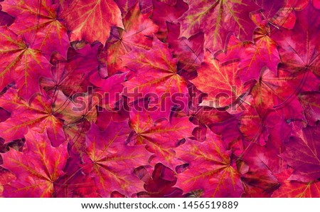 natural purple background. fallen autumn maple leaves texture background. top view.