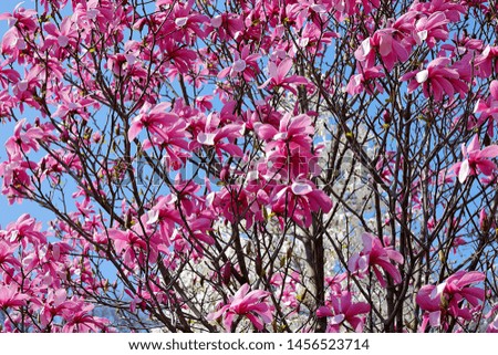 Fresh pink flowers on Ann Magnolia Tree, spring blooming time in the park, macro, blue sky background. 