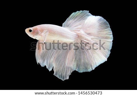 White fighting fish spread tail-feathers, Siamese fighting fish. Betta fish on black background