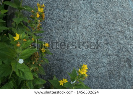 Flowering plant hypericum with green leaves grows near the gray stone. Summer photo - texture, background. Daylight. Horizontally.
