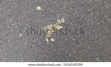 asphalt after rain with fallen leaves of trees in autumn