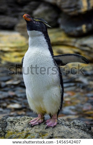 King pinguin relaxing on the rocky coast