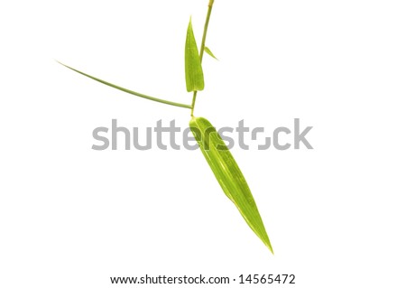  Bamboo Stock with green leaf