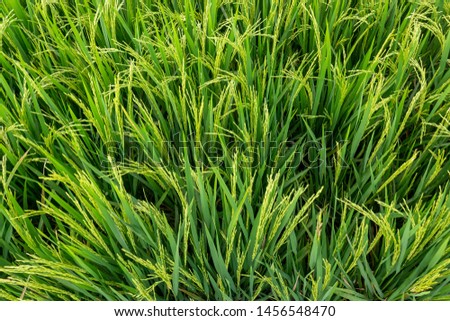 Green young rice field in tropics