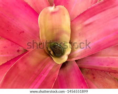 Colorful neoregelia leaf texture for background