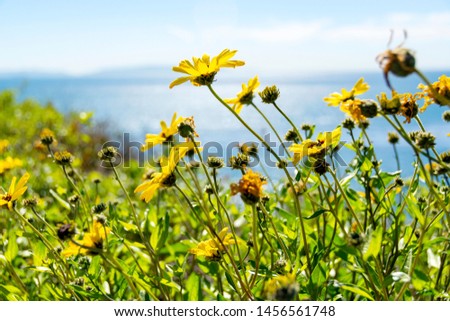 Closeup of Coast Sunflowers, Encelia californica – AKA California brittlebush and Bush Sunflower – with views of the Pacific Ocean and Catalina Island in the background. San Pedro, California, USA. Royalty-Free Stock Photo #1456561748
