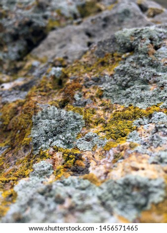 Crustose and foliose lichens grows on the rock. Macro photography
