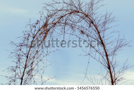 Branch arc with blue sky behind