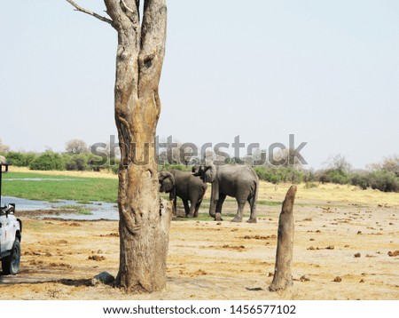 Elephants by the Okavango Delta river during the dry season with the dead tree trunk in the foreground of the picture.
