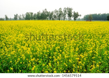  Blooming  yellow flowers of mustard ,Brassica, crop in agricultural  farm from Uttar Pradesh ,India, asia   Royalty-Free Stock Photo #1456579514