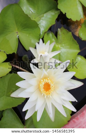 Lotus flowers, beautiful colors, various colors In the back yard for decorating houses