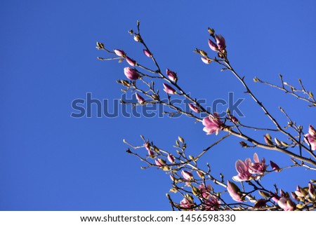 Pink Magnolia with blue sky