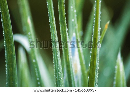 Macro Nature Water Droplet Background