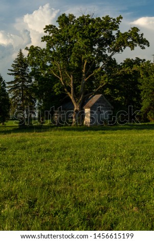 Wooden shed with overgrown tree in Illinois.