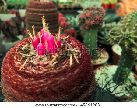 Cactus and pink seed pods