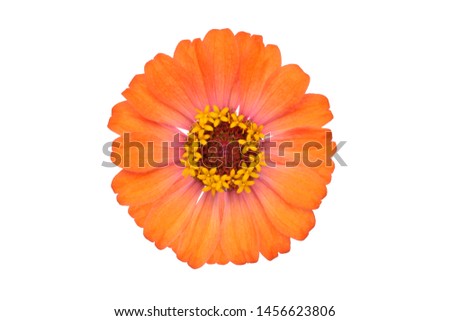 Close-up orange Common zinnia (Zinnia elegans) flower isolated on white background with clipping path.