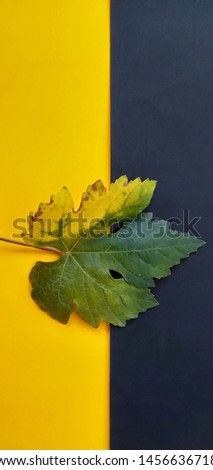 Photographic grape leaves with colored backgrounds