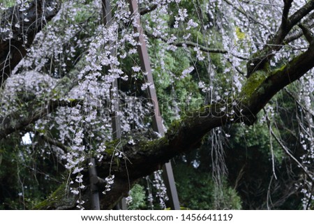 Weeping cherry blossom old tree
