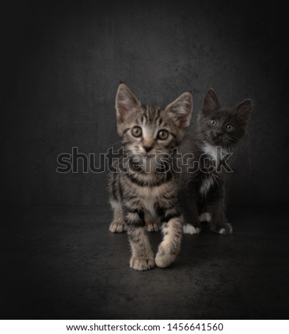 Tabby Kitten on Dark Background