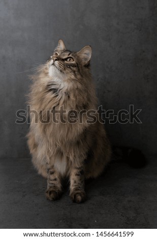 Tabby Cat on Dark Background