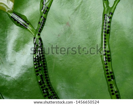 Toad eggs in jelly on lotus leaf background