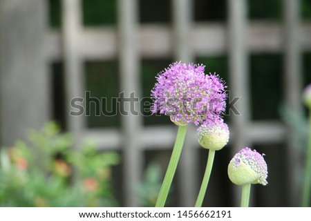 Lilac onion flower garden in Japan