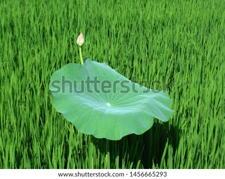 Pink lotus: High quality lotus image. Image of high quality pink lotus.                                
