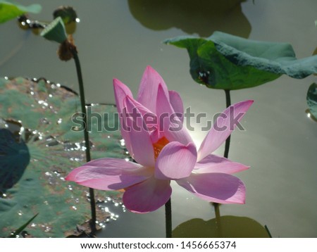 Lotus: High quality lotus pictures                     