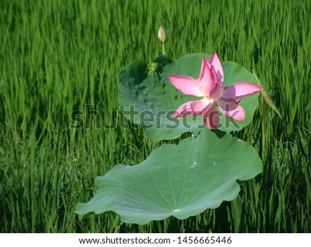 Pink lotus: High quality lotus image. Image of high quality pink lotus.                                 