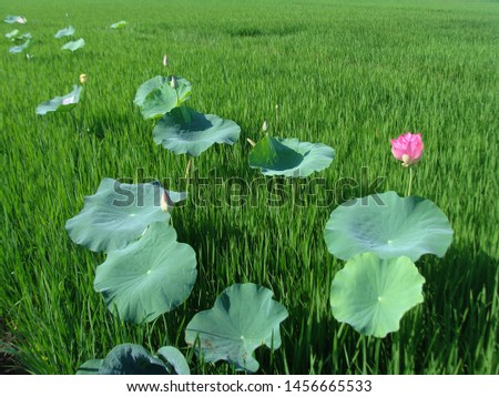 High quality images of lotus flowers                         