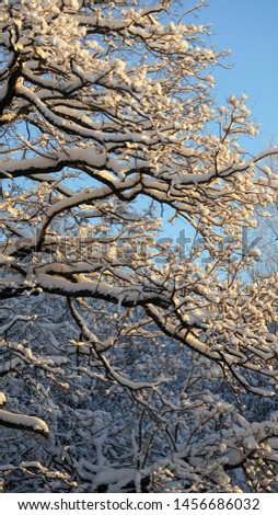 Largely snow capped branches by clear winter sky