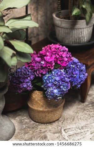 Bouquet of large purple hydrangeas in a wicker basket standing on aged floor near home plants. Rustic home decor. Vintage style.
