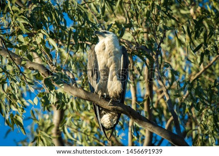 This is one of a pair of breeding White Belly Sea Eagle guarding there nest this one is in the process of being swooped by a Raven until enough is enough 
