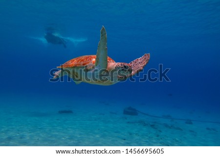 Swimming sea turtle and snorkeling tourist. Snorkeler observing turtles, underwater photography. Tropical blue ocean, marine animal and swimmer. Aquatic life picture.