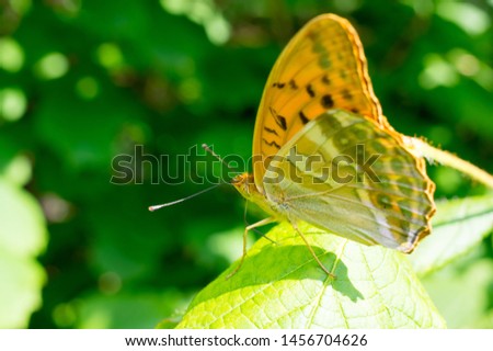 Blutterfly, Flower, Nature, Clolor, Close-up
