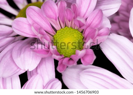 Pink chrysanthemum flower, native to Asia and north eastern Europe, macro with shallow depth of field 