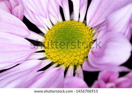 Pink chrysanthemum flower, native to Asia and north eastern Europe, macro with shallow depth of field 