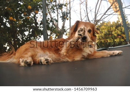 A cute dog lies on the trampoline Royalty-Free Stock Photo #1456709963
