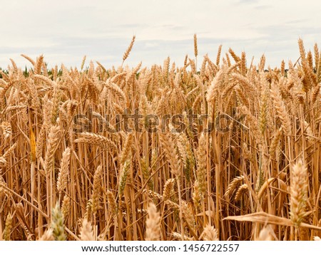 Wild wheat in warm sunlight.