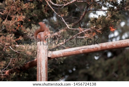 Red squirrel climb on a wooden pole in a natural park.